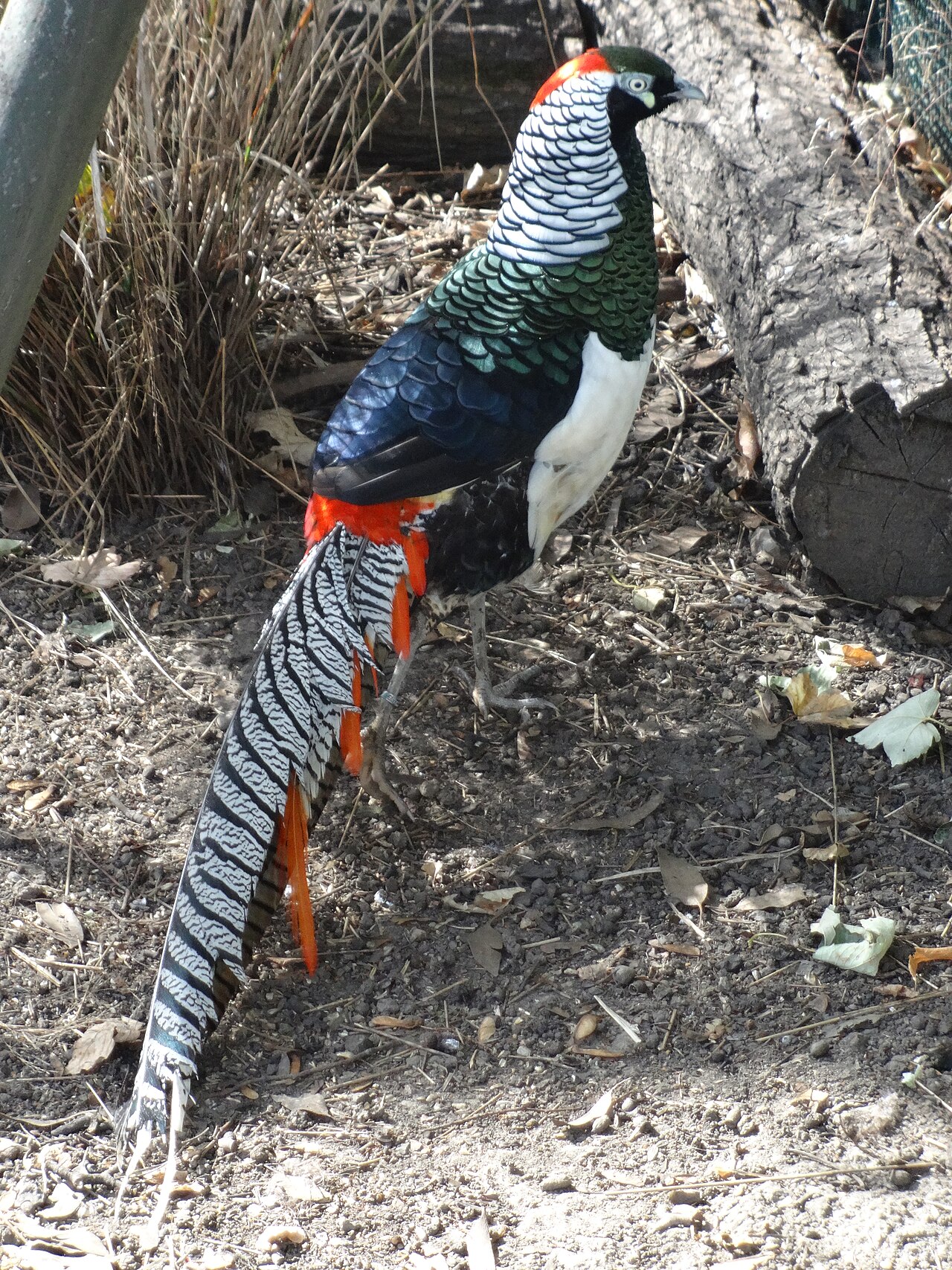 Golders Hill Park Zoo の写真