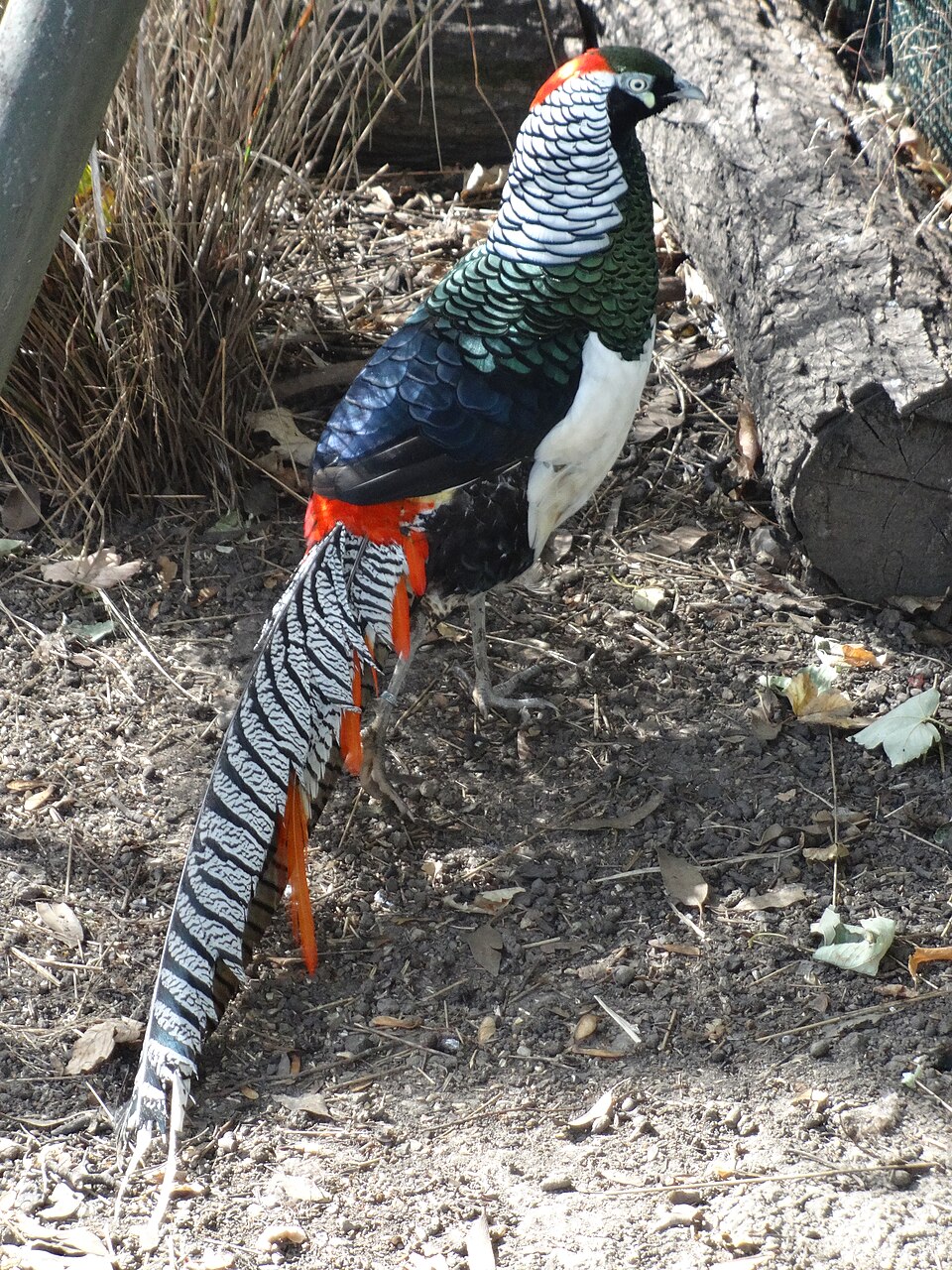 A photograph of Golders Hill Park Zoo