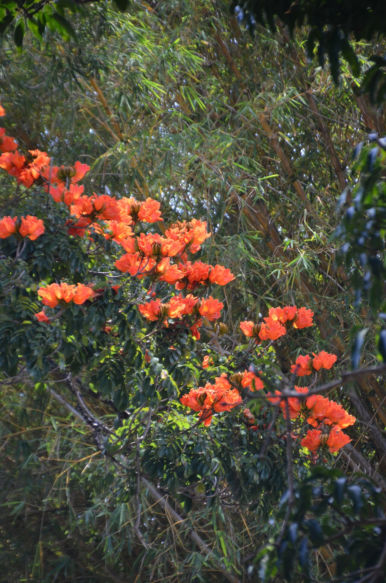 Liliuokalani Botanical Garden fotoğrafı
