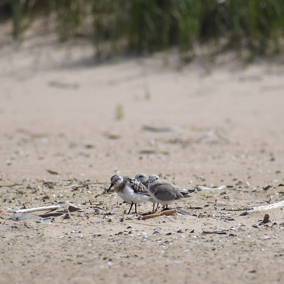 A photograph of Montrose Avenue Beach