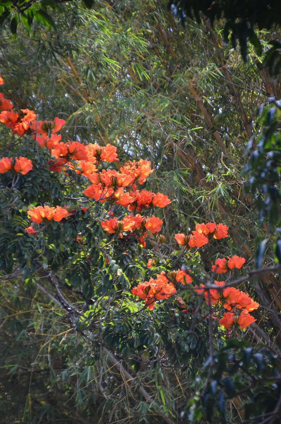 A photograph of Liliuokalani Botanical Garden