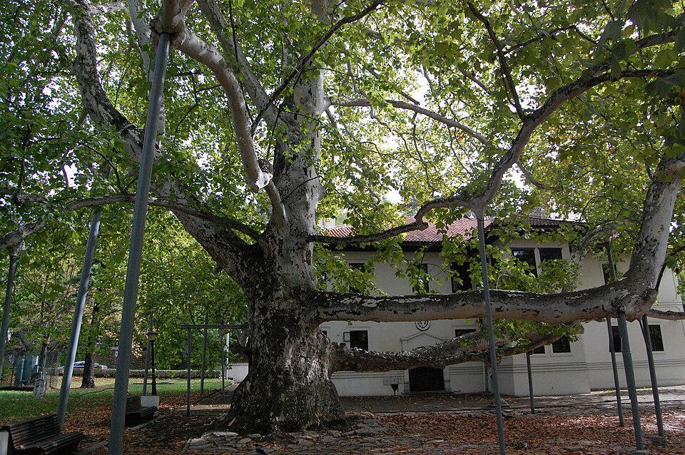 A photograph of London Plane near Miloš's guesthouse