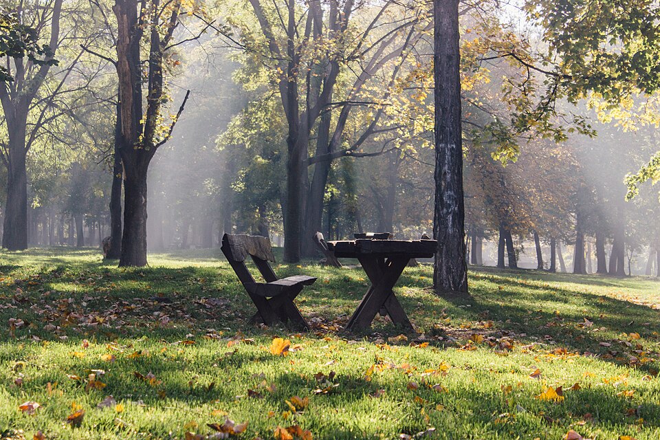 A photograph of Zvezdara Forest