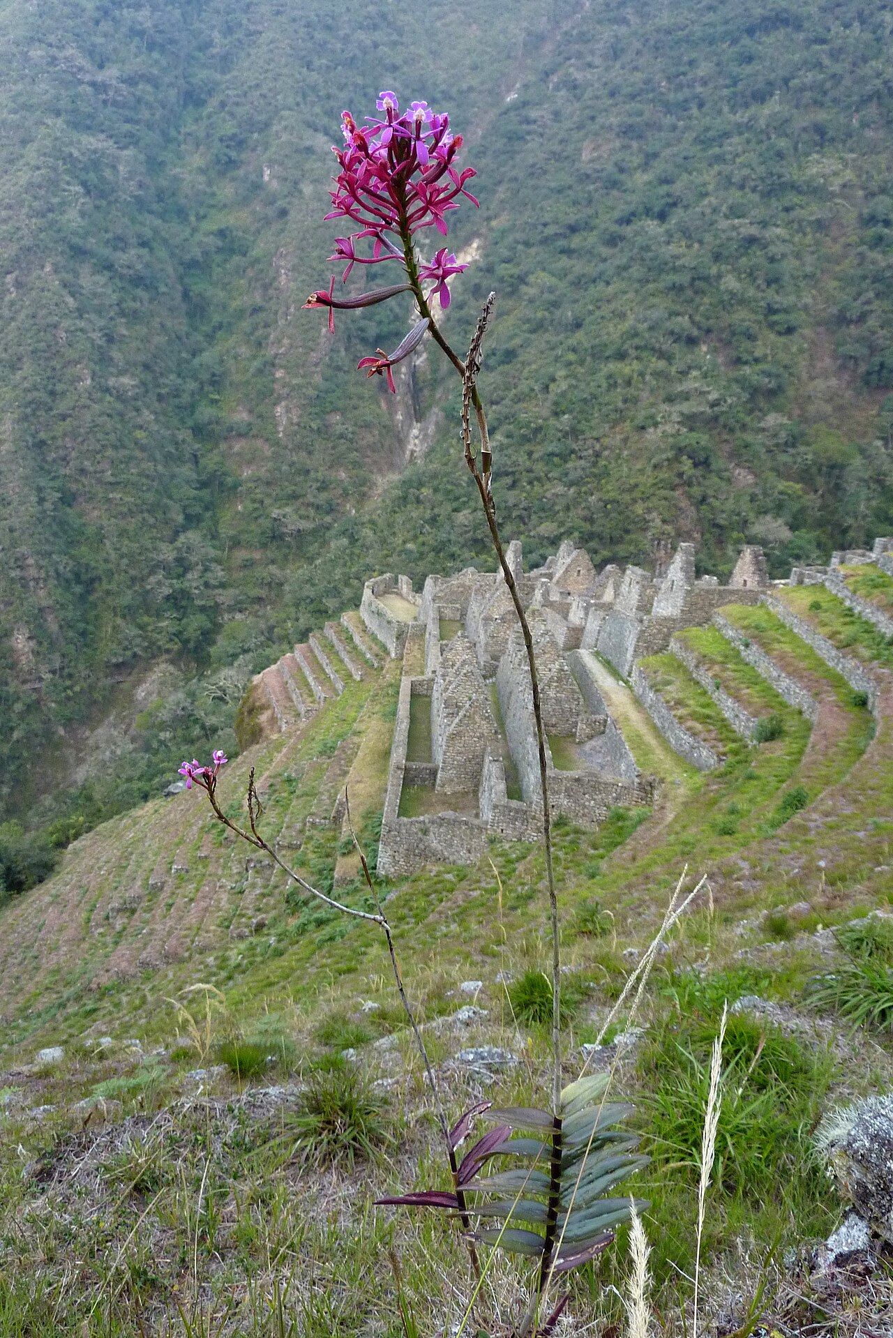 Ein Foto von Wiñay Wayna