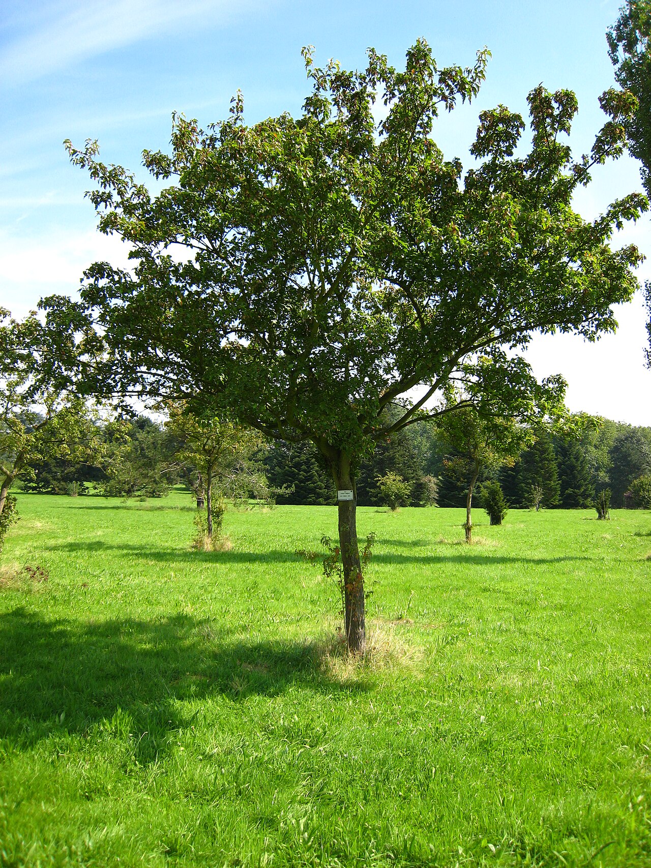 صورة Arboretum