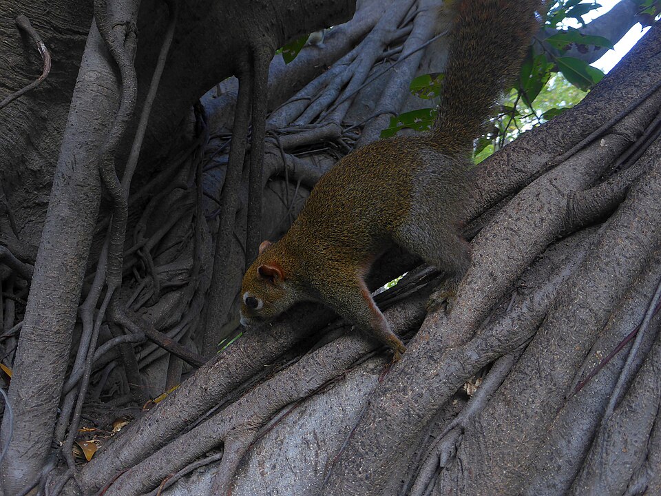 A photograph of Chatuchak Park