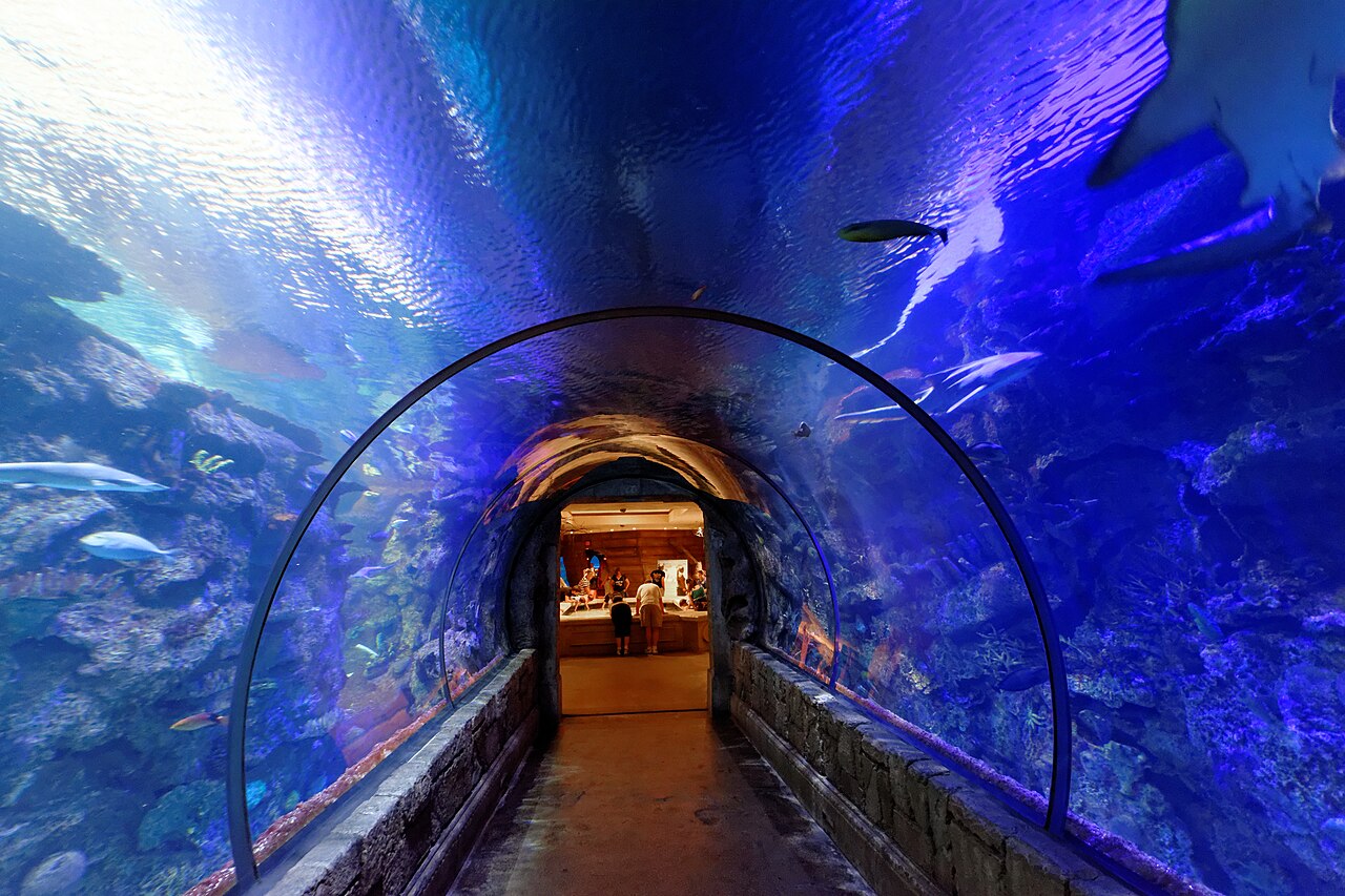 Shark Reef Aquarium