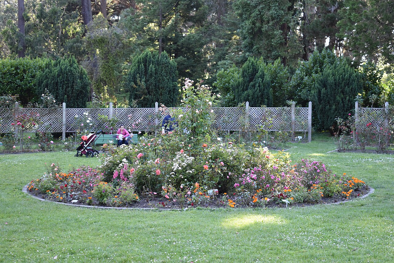 Golden Gate Park Rose Garden fotoğrafı