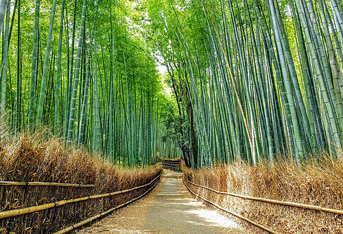 嵐山竹林