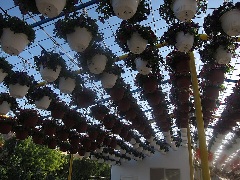 A photograph of Dubai Miracle Garden