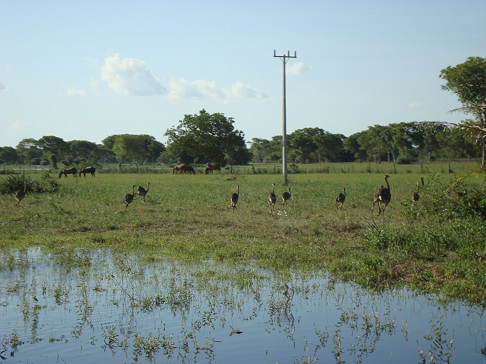 A photograph of Greater Rhea
