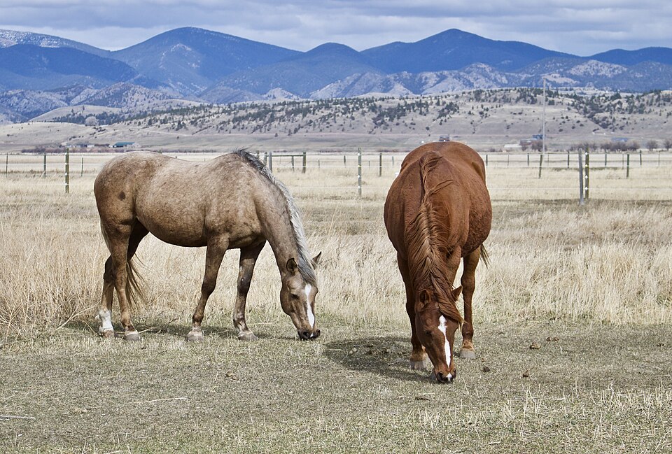 A photograph of Horse head