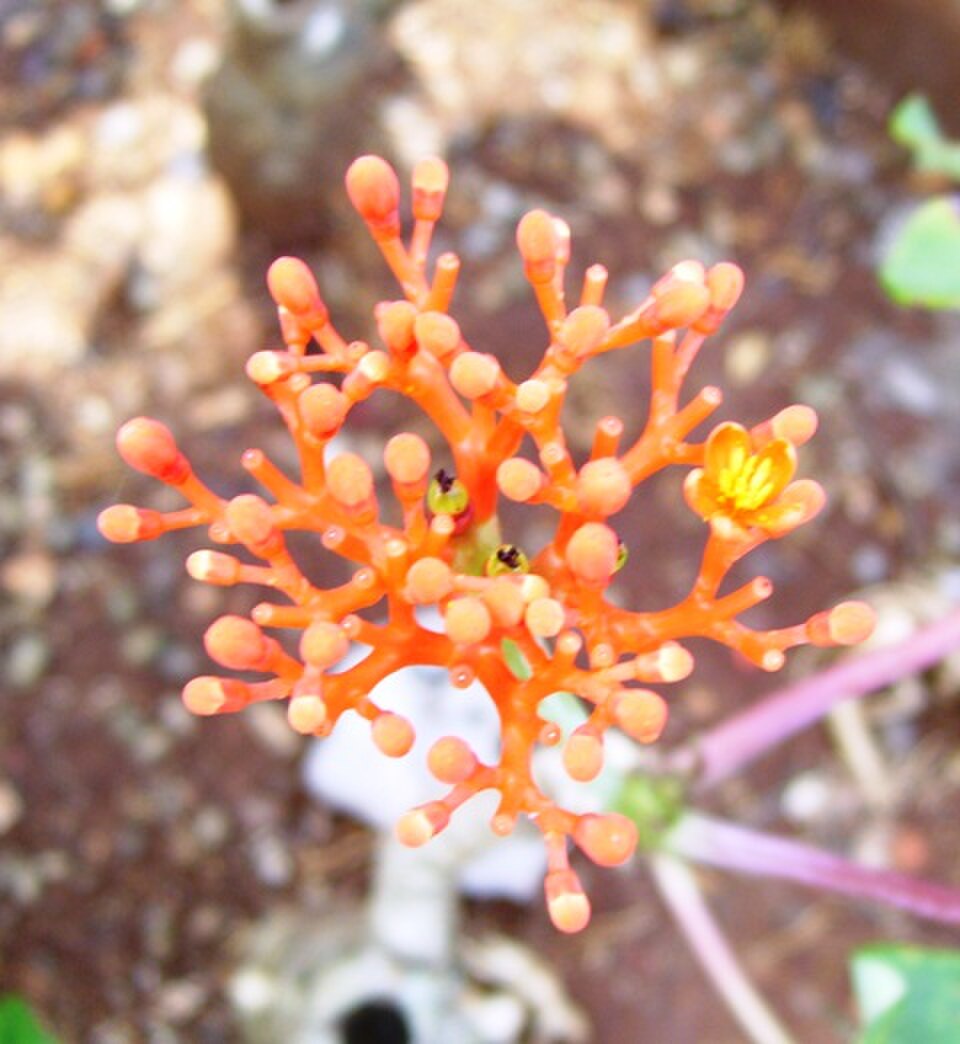 A photograph of Ragunan Zoo