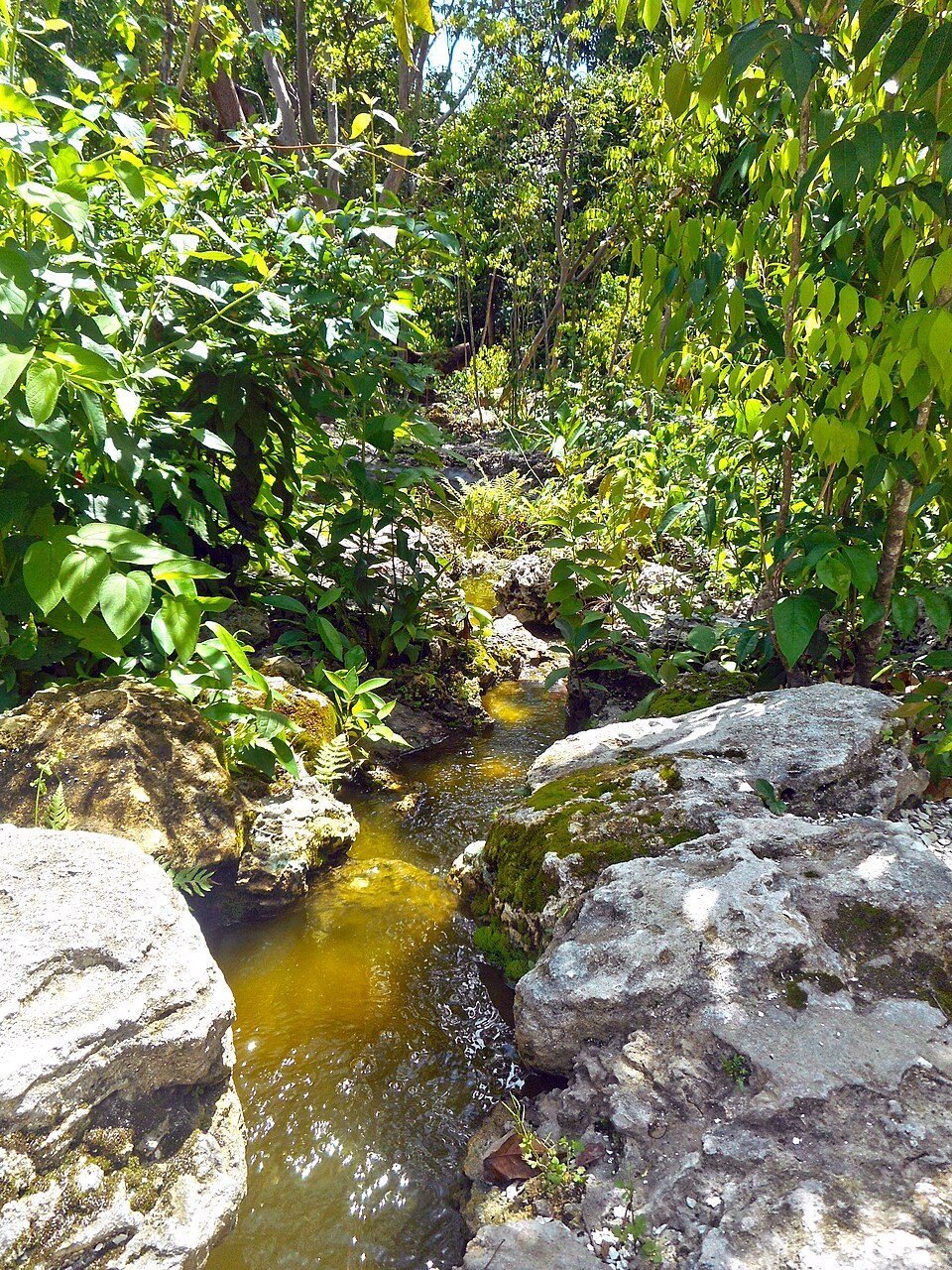 A photograph of Simpson Park Hammock