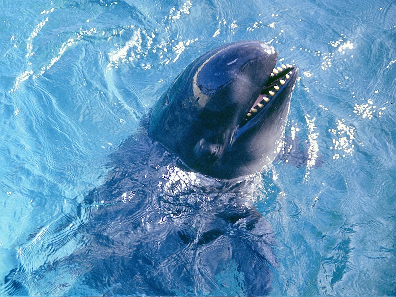 Sea Life Park Hawaii fotoğrafı
