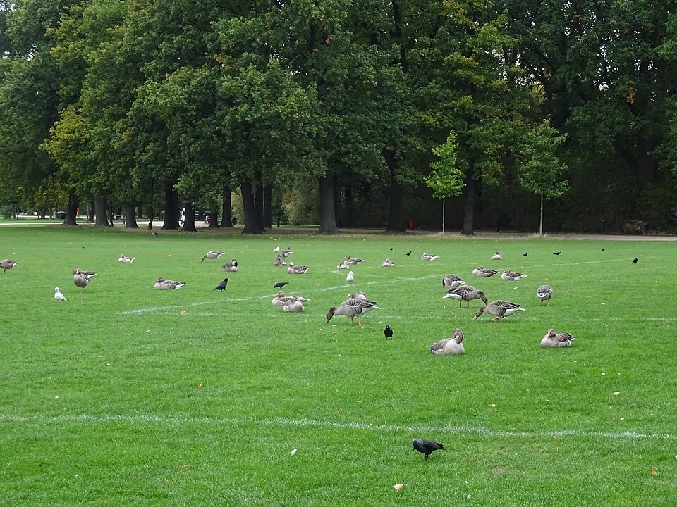 A photograph of Fælledparken