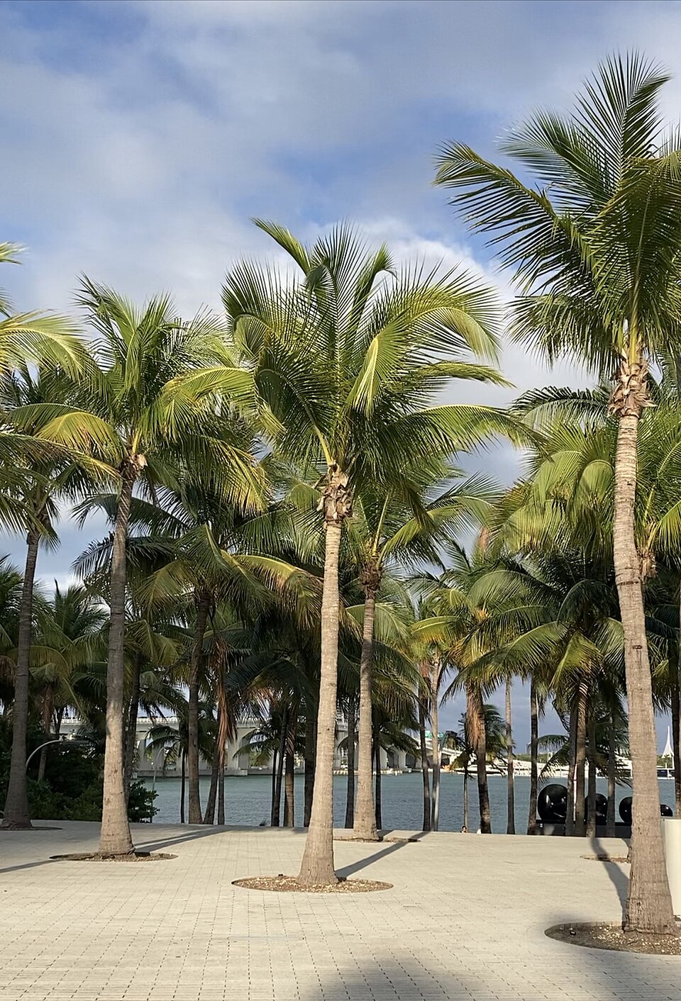 A photograph of Pérez Art Museum Miami