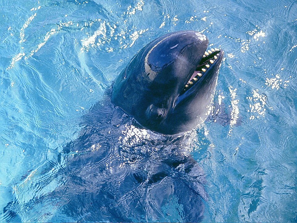 A photograph of Sea Life Park Hawaii