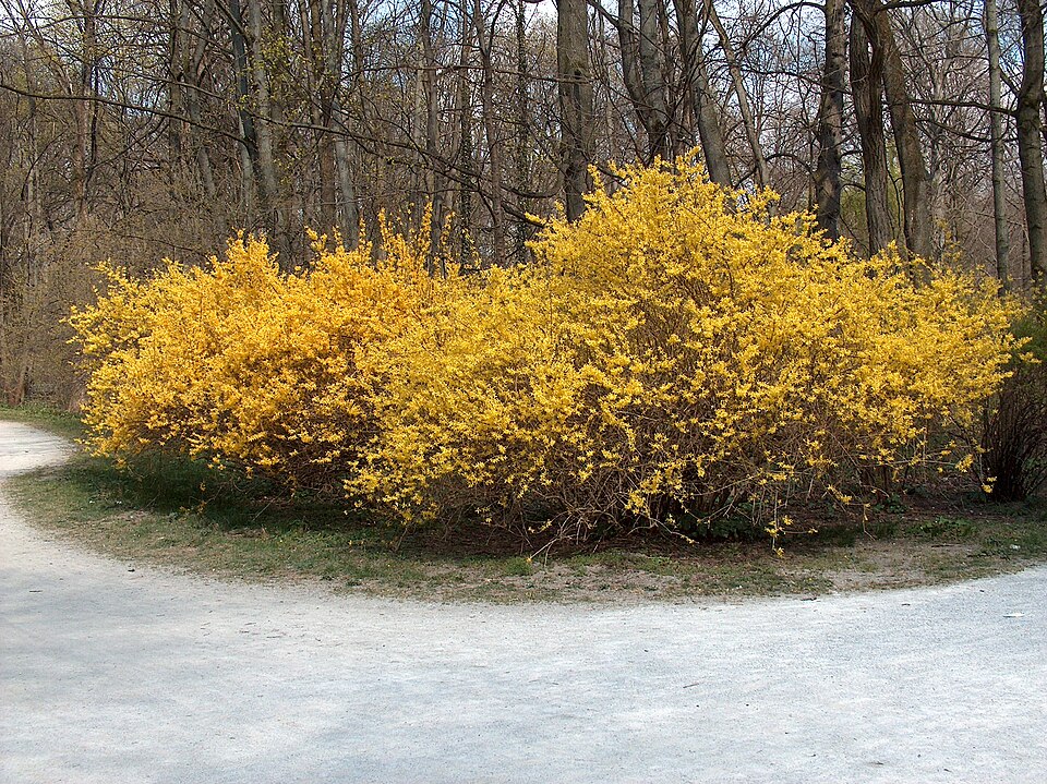 A photograph of Englischer Garten