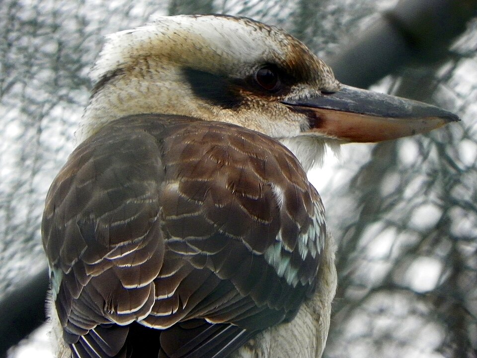 A photograph of Golders Hill Park Zoo
