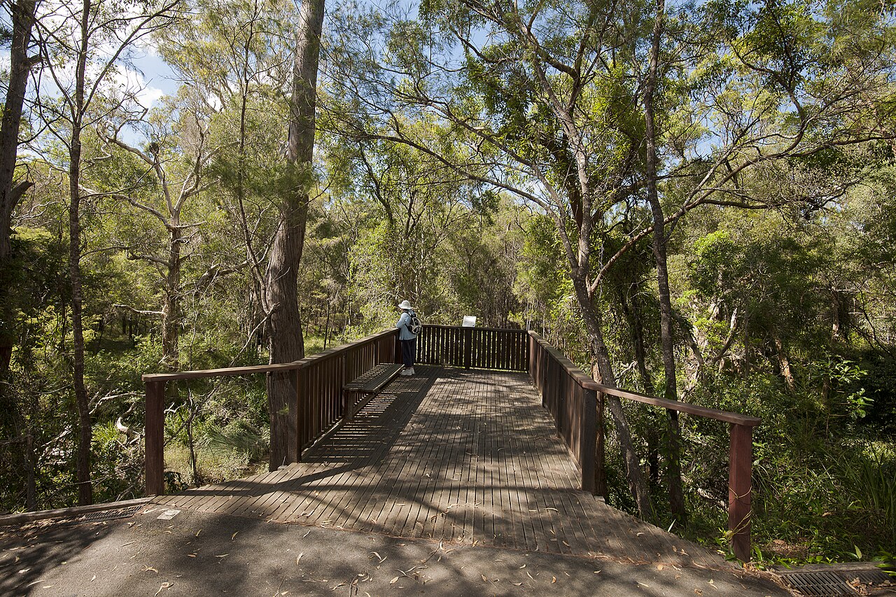 Una fotografía de Koala Reserve