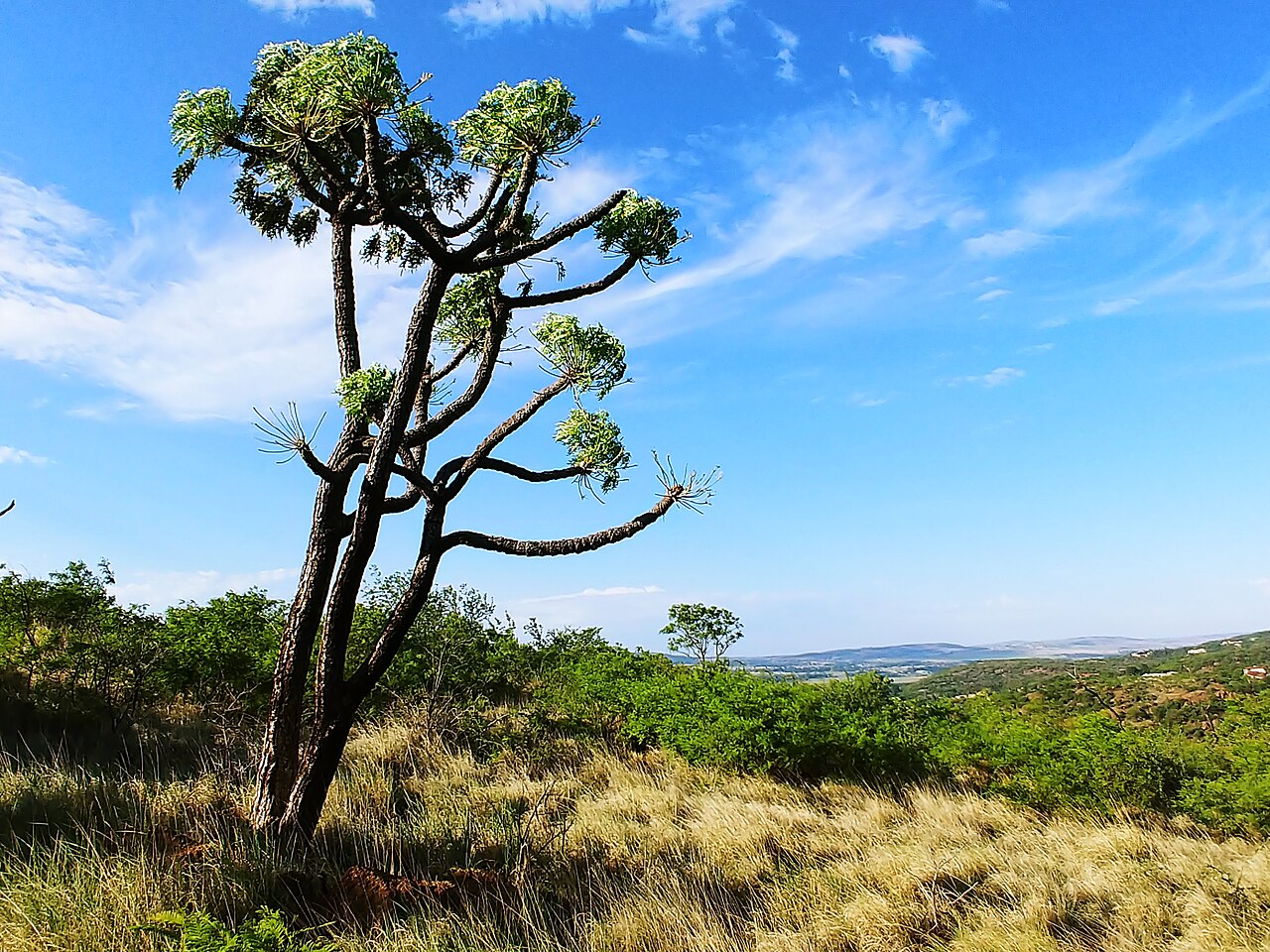 Klipriviersberg Nature Reserve