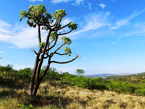 Klipriviersberg Nature Reserve