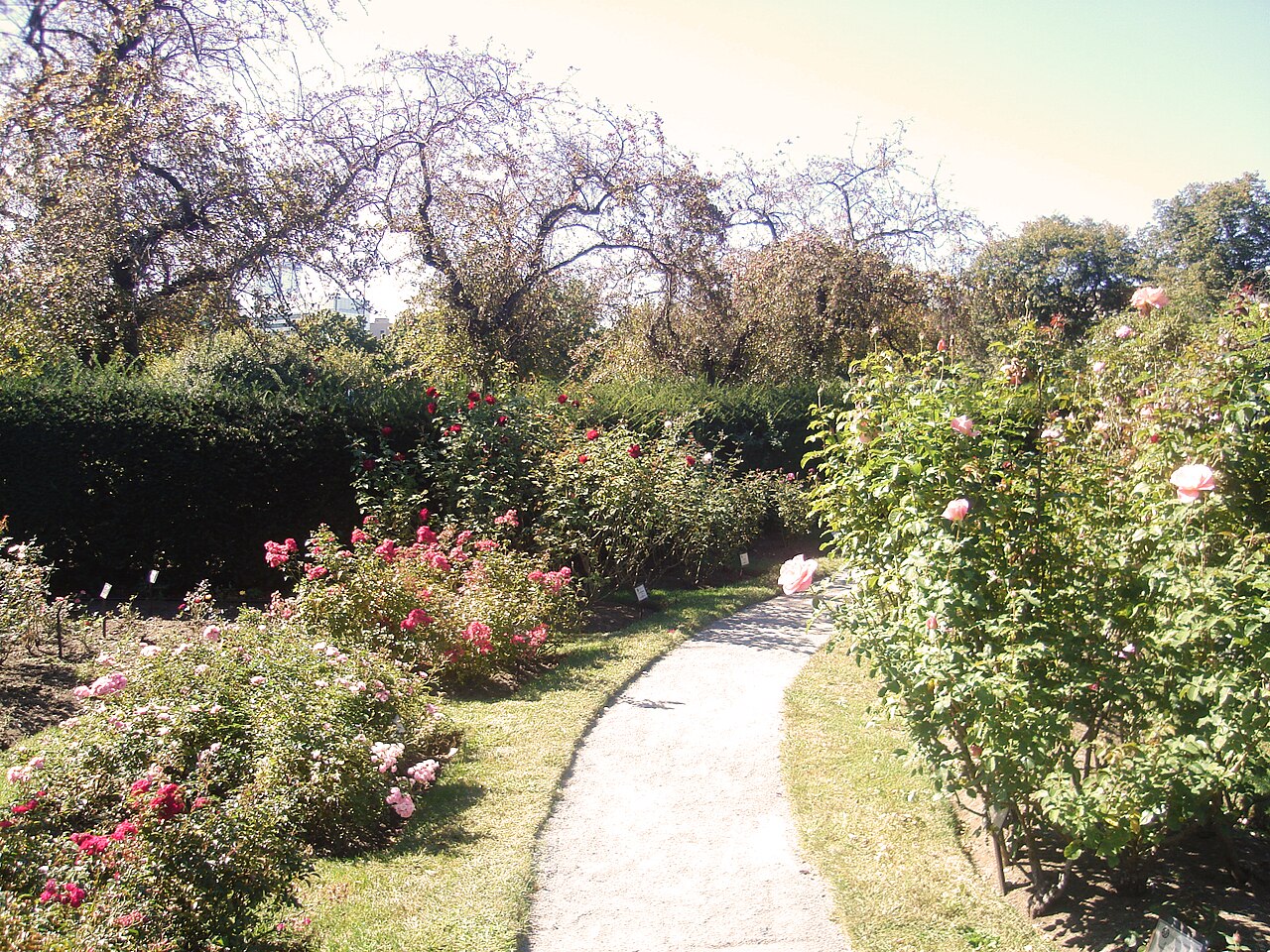 James P. Kelleher Rose Garden