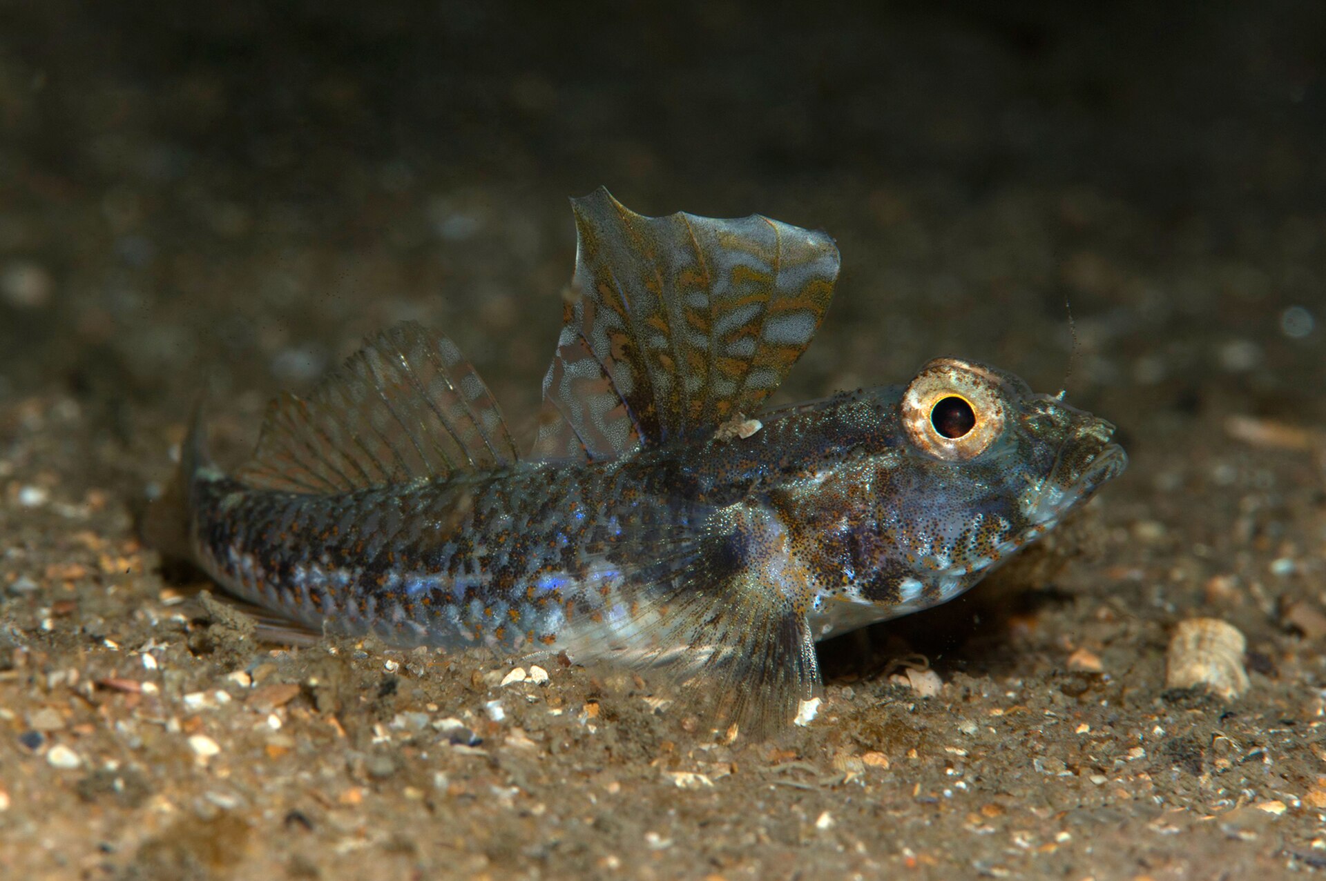 Jawbone Marine Sanctuary fotoğrafı