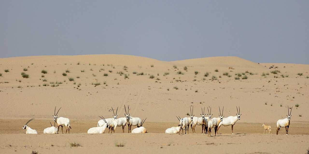 Al Marmoom Desert Conservation Reserve fotoğrafı