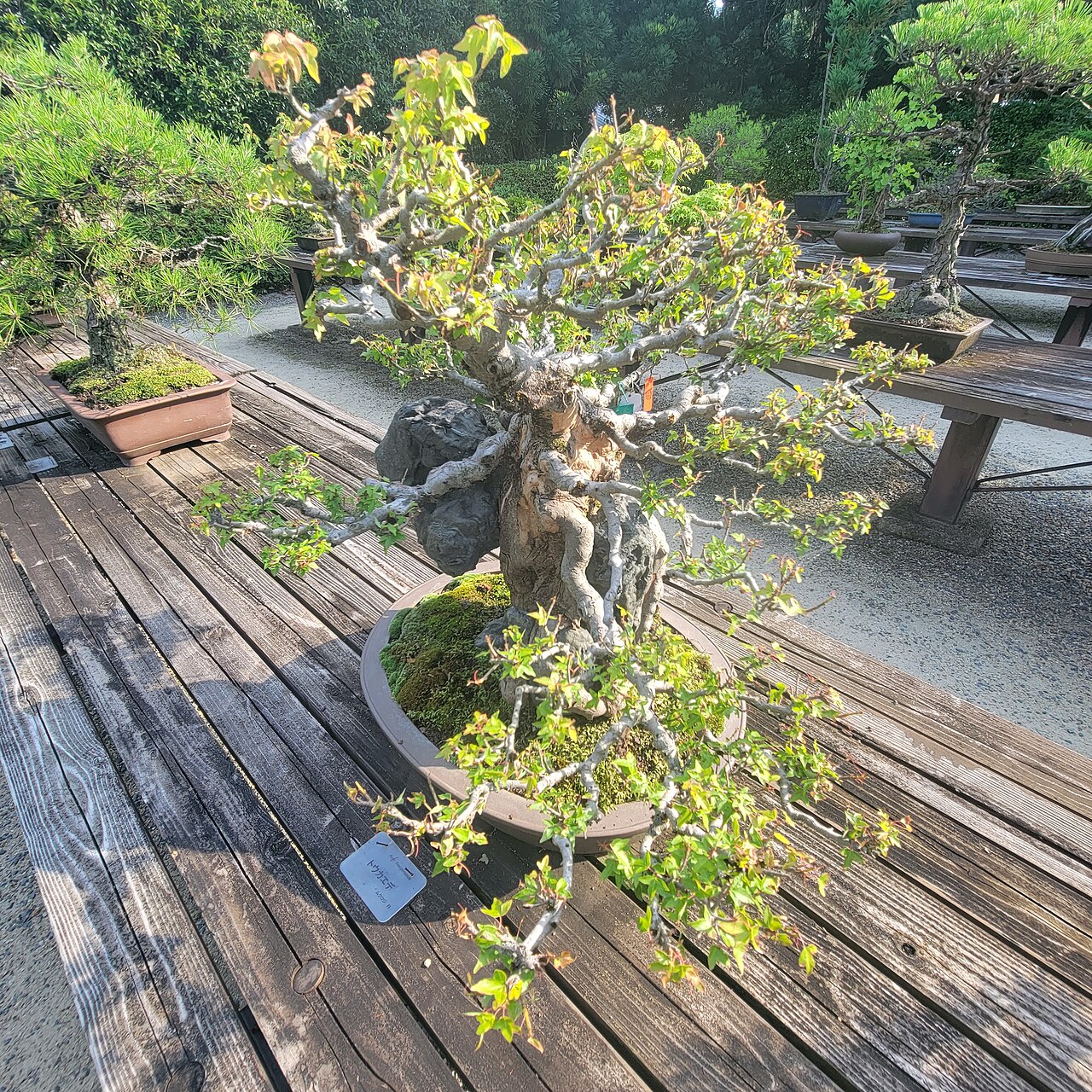 BONSAI fotoğrafı