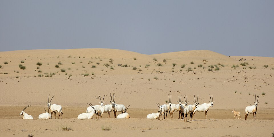 A photograph of Al Marmoom Desert Conservation Reserve