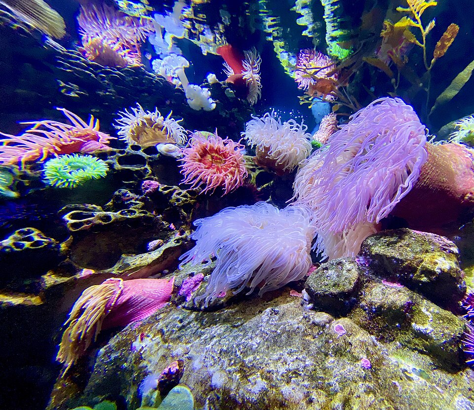 A photograph of New England Aquarium