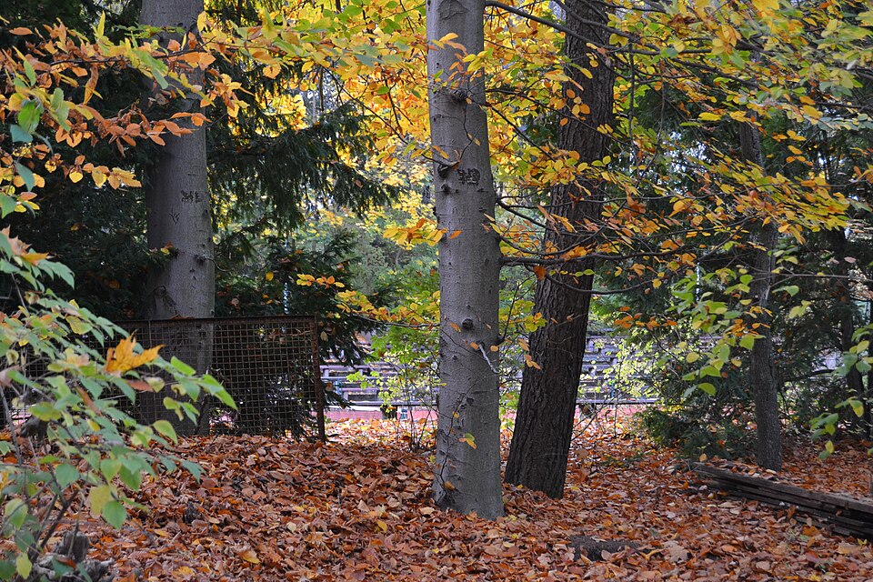 A photograph of Naturtheater Friedrichshagen