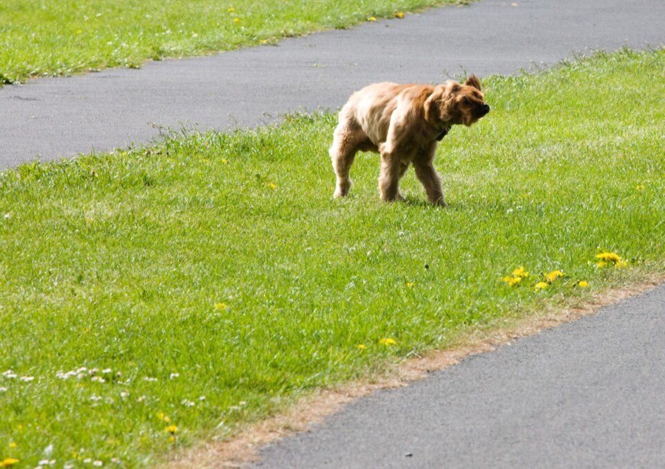 A photograph of Saint Anne's Park