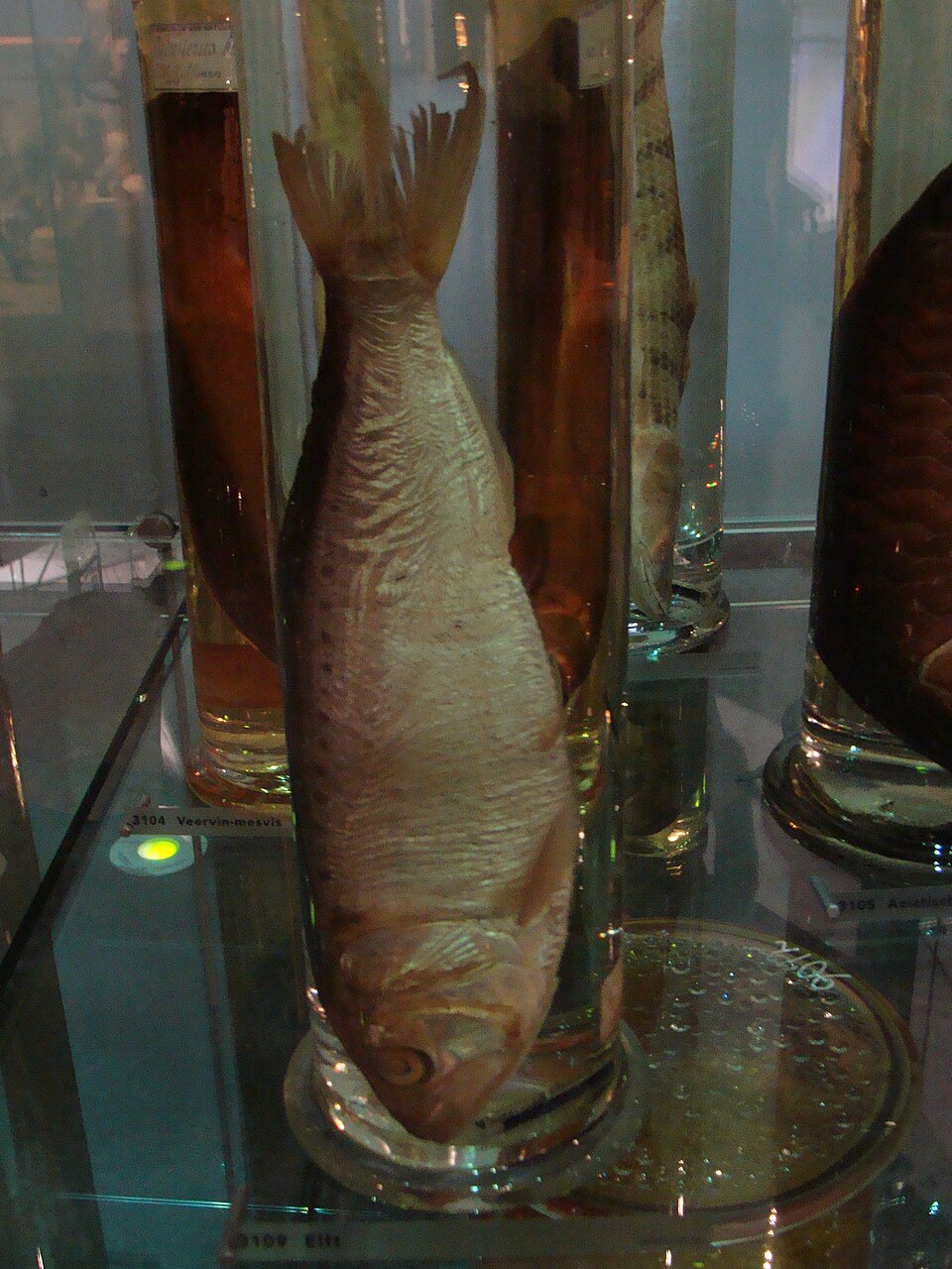 A photograph of The Specimen Jar