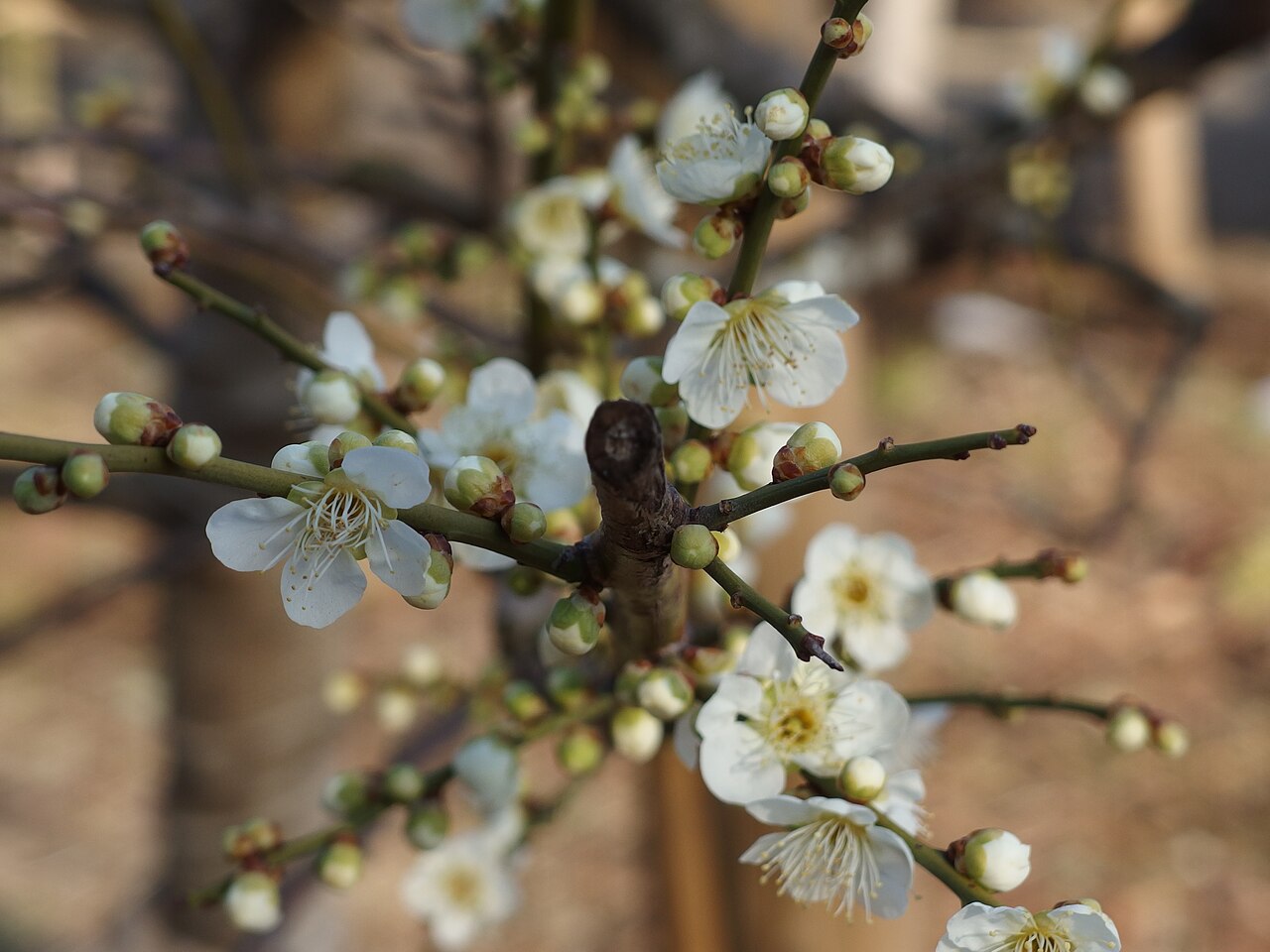 Mukōjima-Hyakkaen Garden fotoğrafı