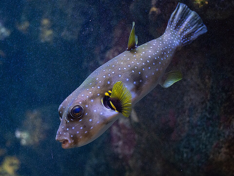 A photograph of Skansen Aquarium