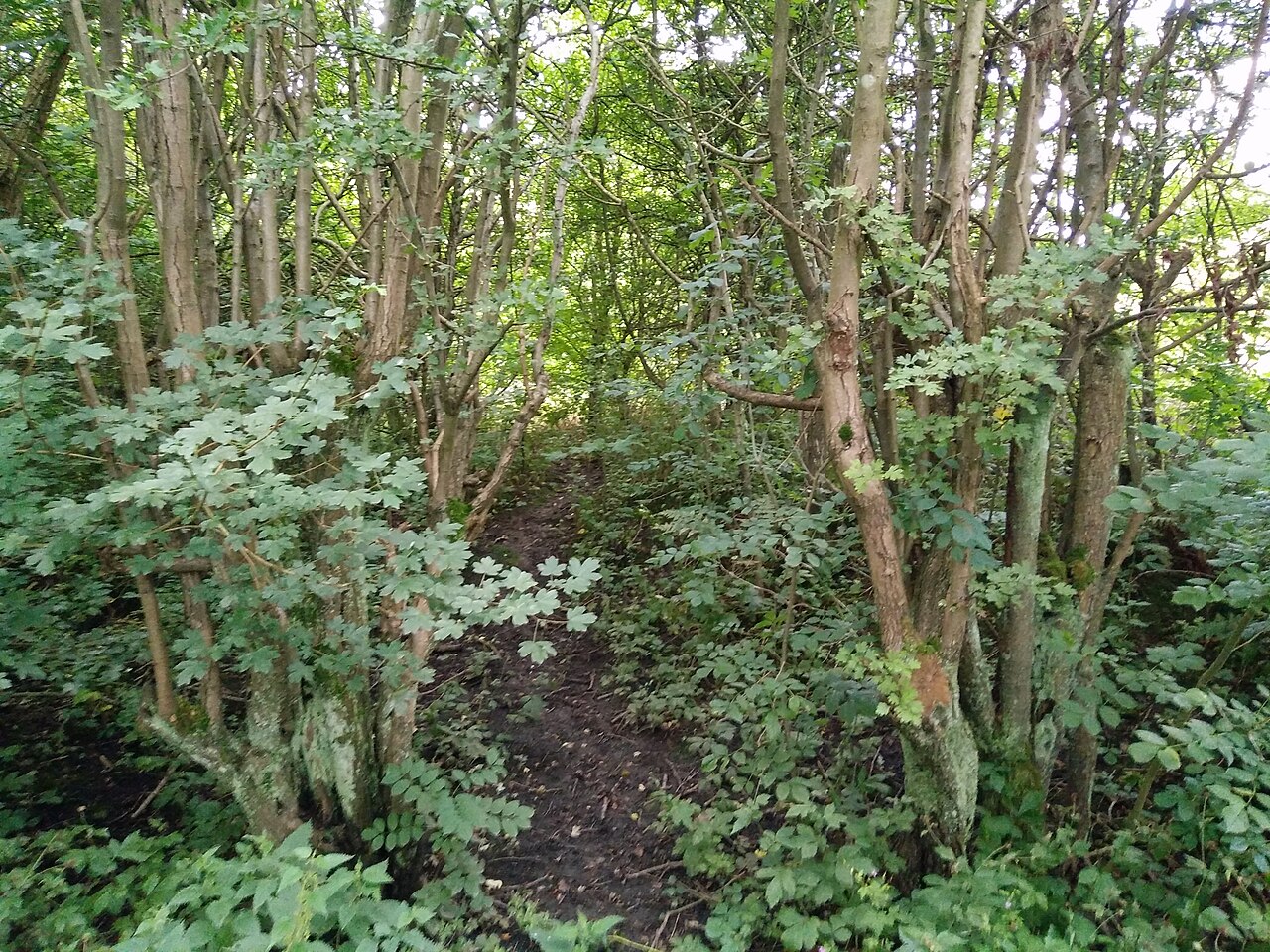 Highfield Country Park の写真