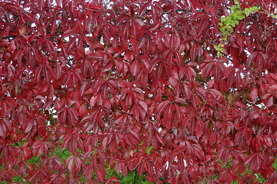 A photograph of Crimson
