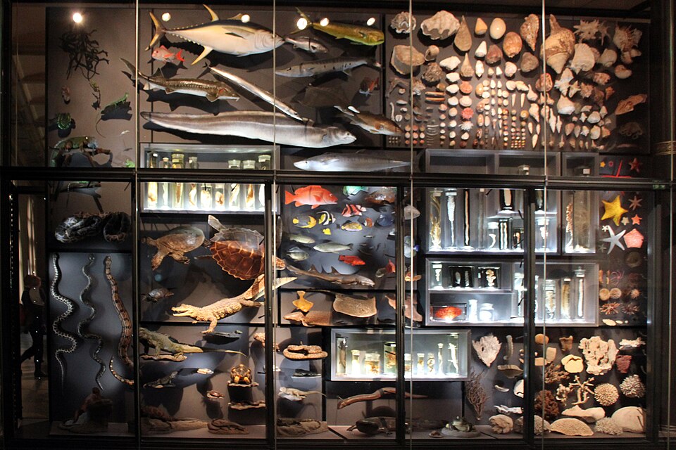 The Specimen Jar