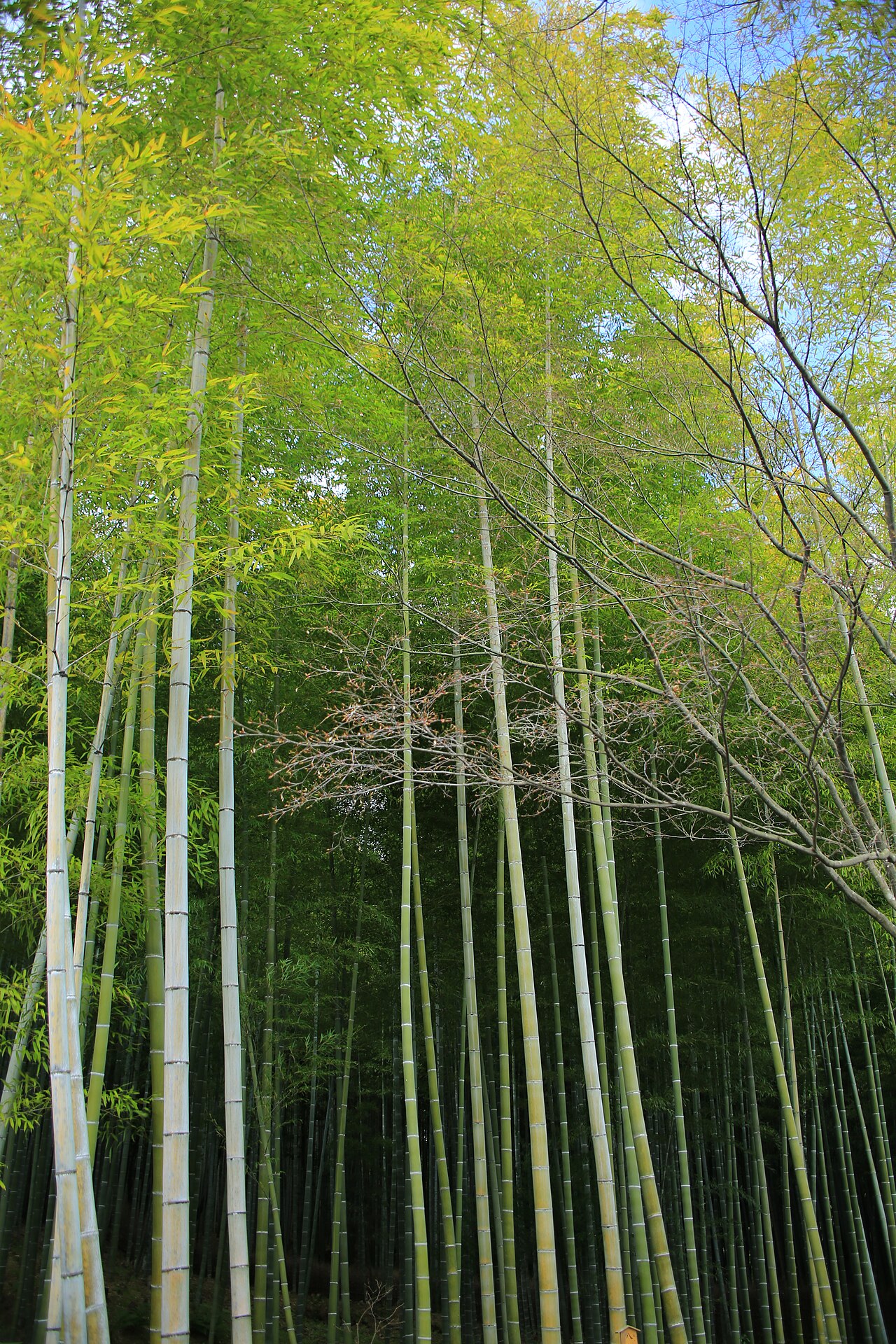 嵐山竹林 fotoğrafı