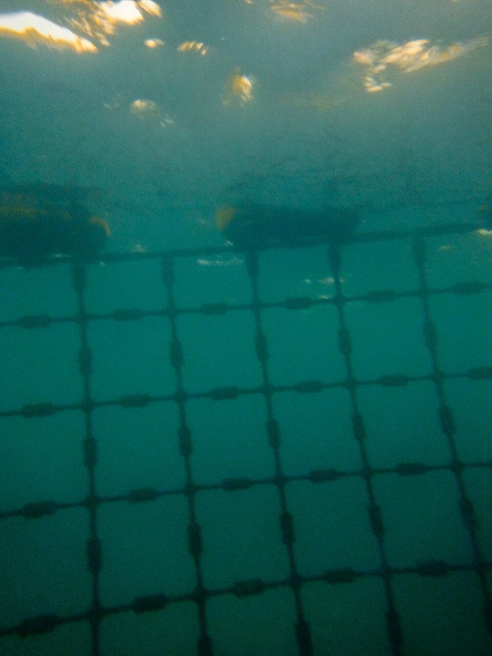 A photograph of Coogee Beach