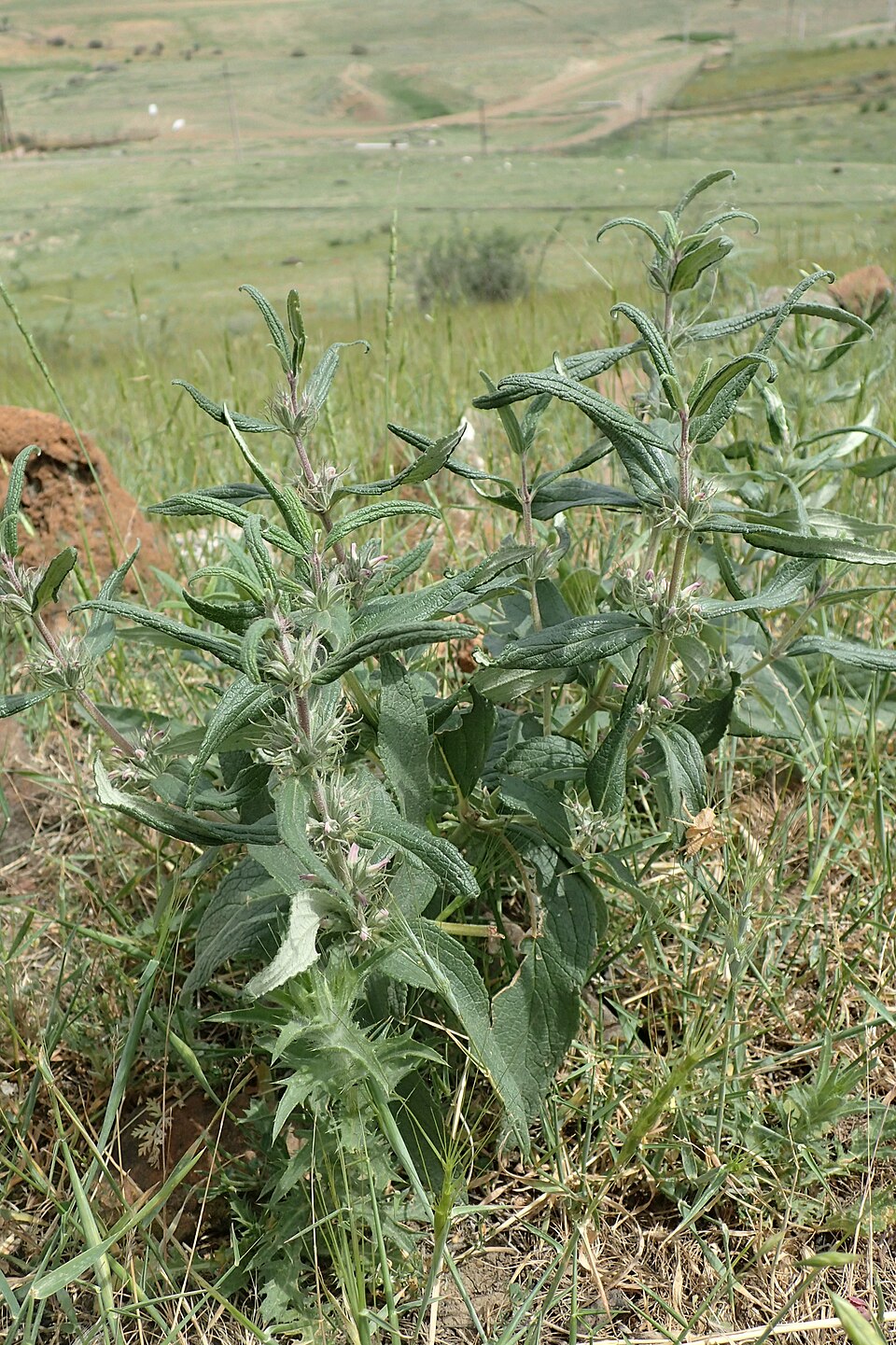 A photograph of Venti