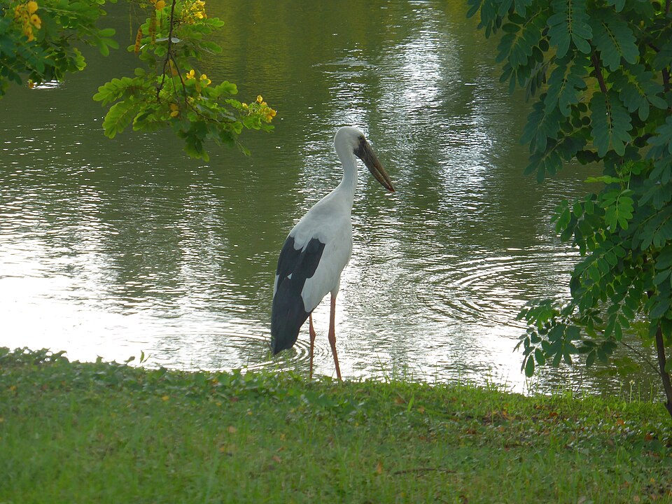 A photograph of Chatuchak Park