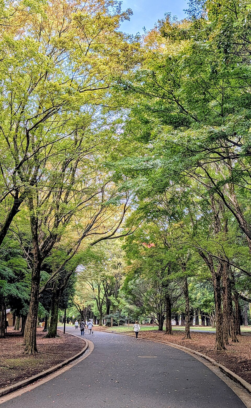 A photograph of Yoyogi Park