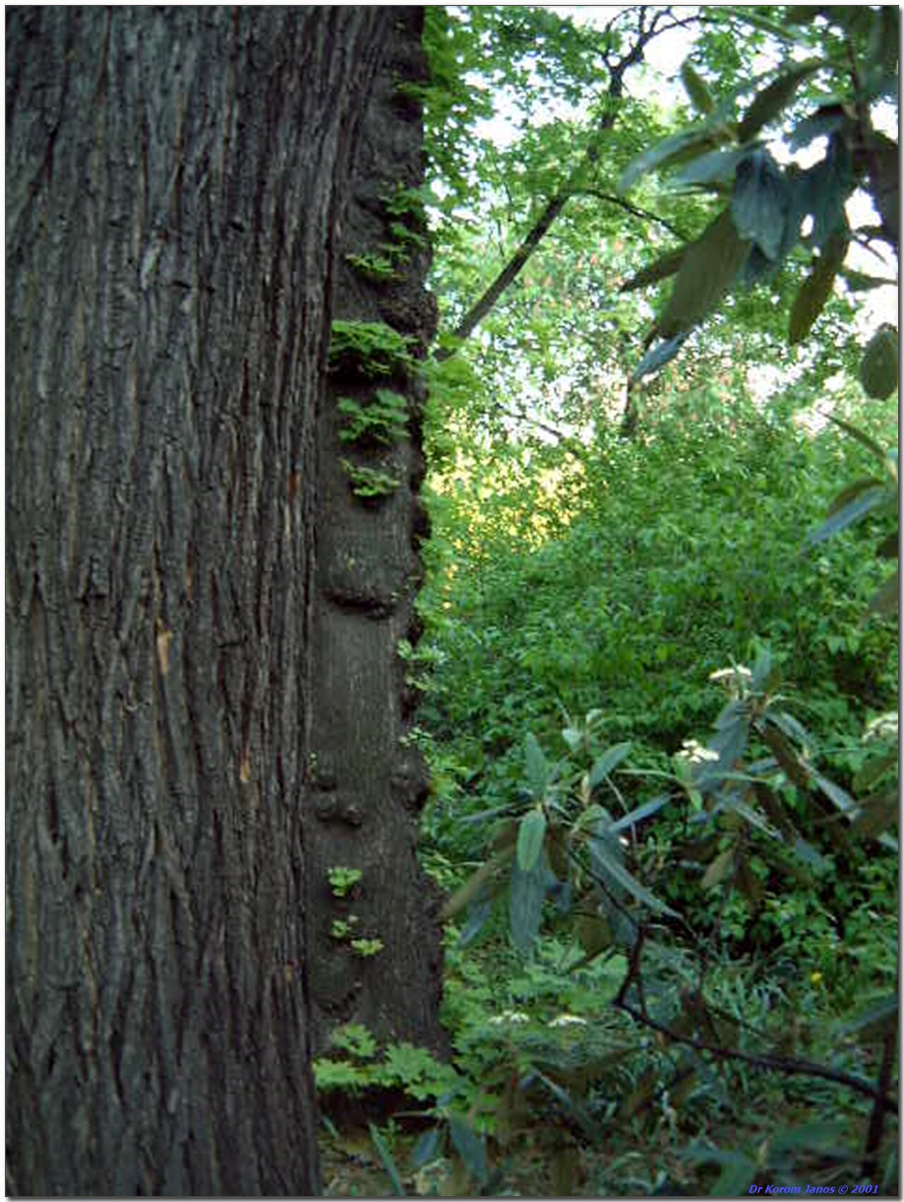 Stadtpark fotoğrafı