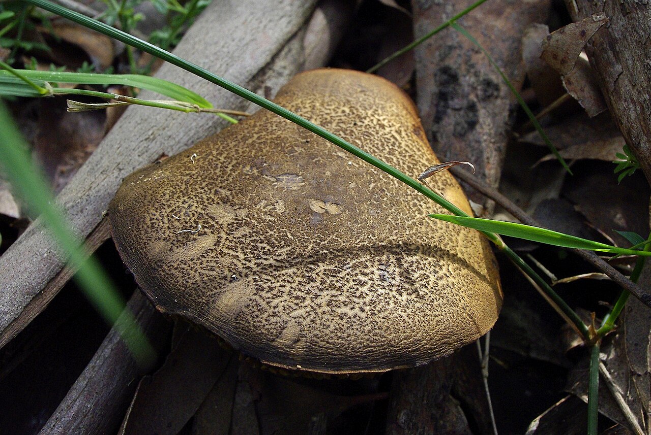 Ein Foto von Dandenong Ranges National Park