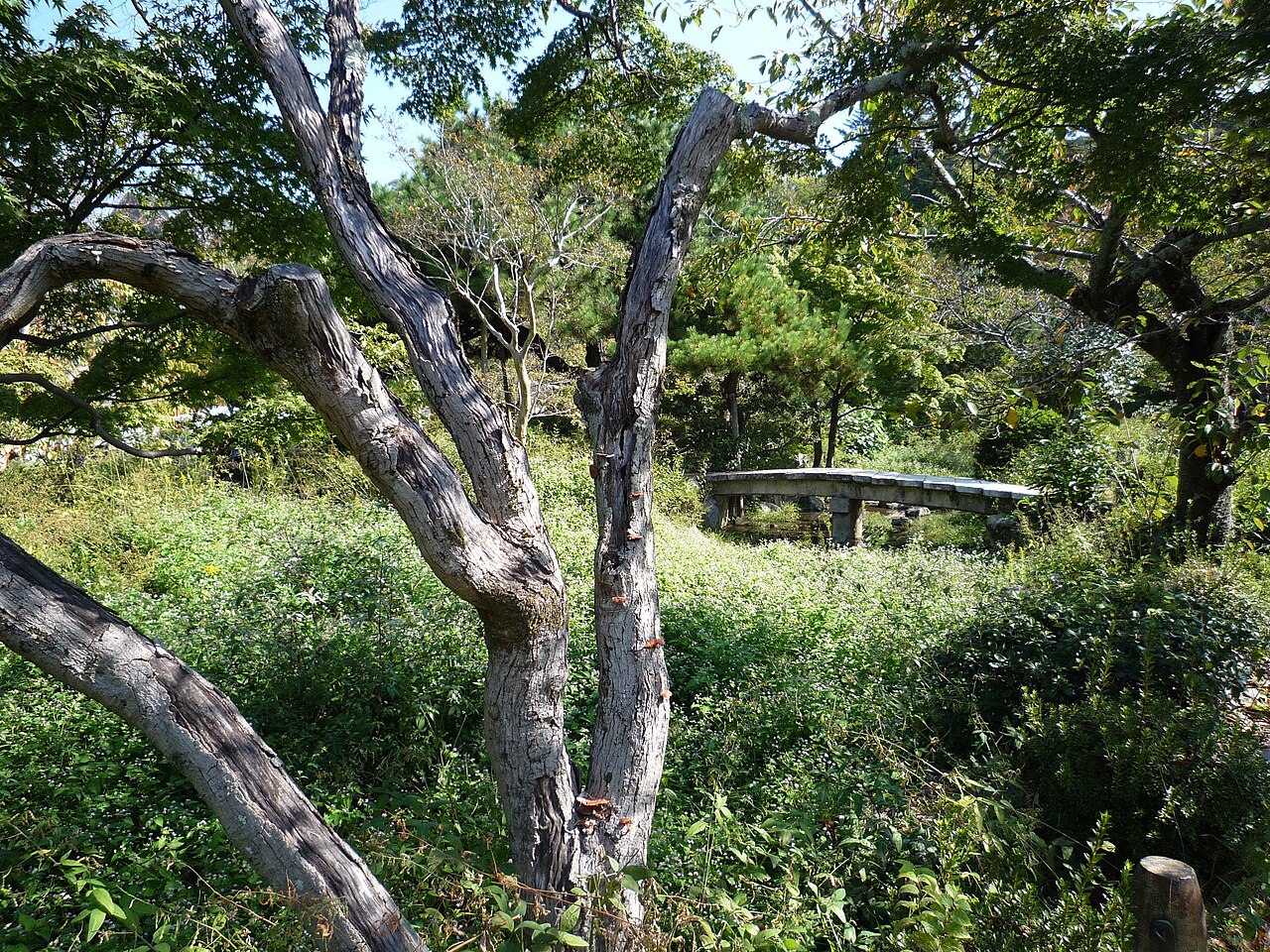 Una fotografia di 円山公園