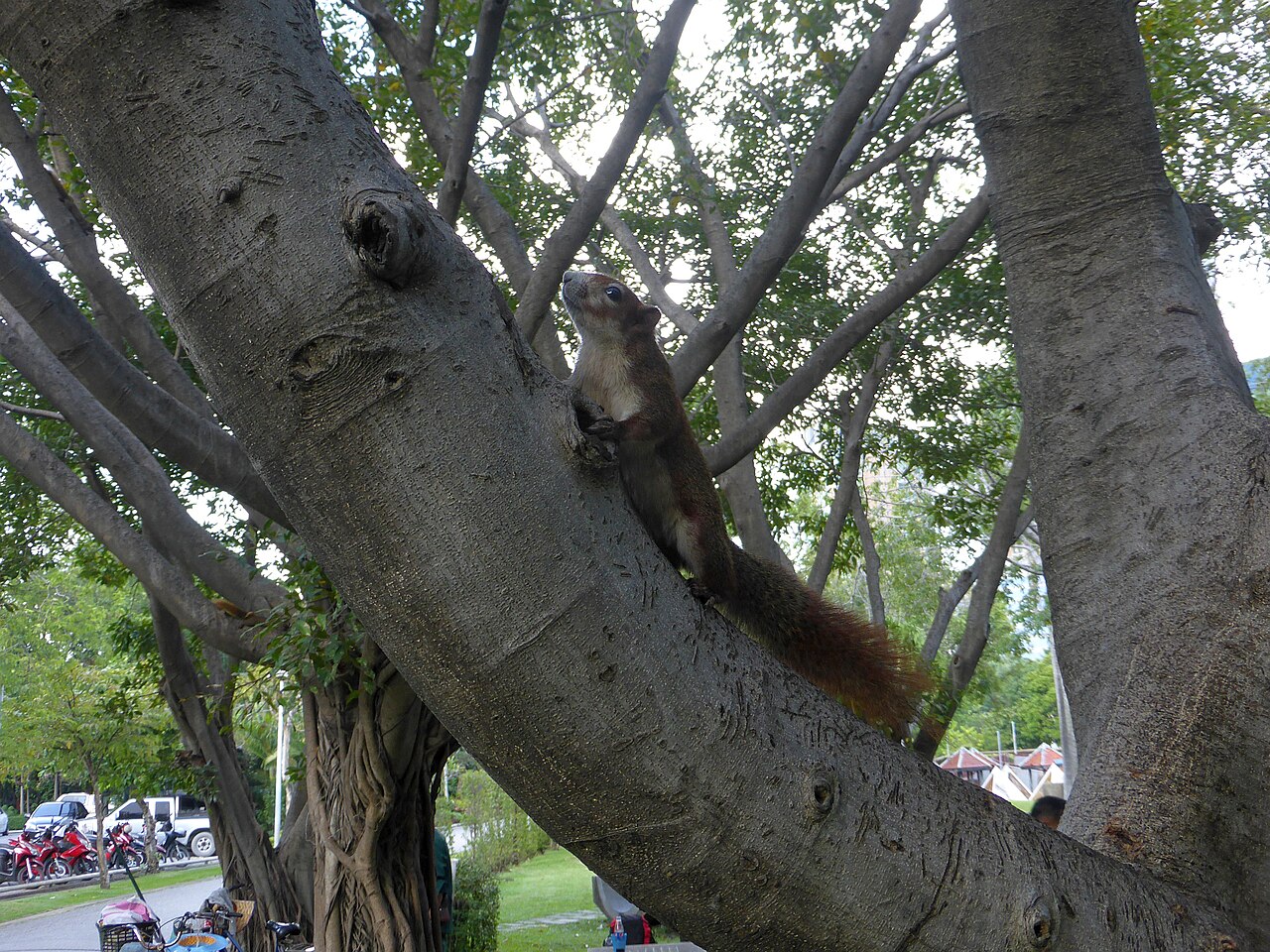 Chatuchak Park의 사진